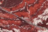Polished Snakeskin Jasper Slab - Western Australia #221501-1